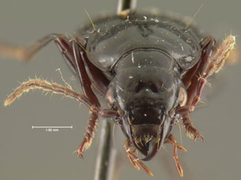 Media type: image;   Entomology 31857 Aspect: head frontal view